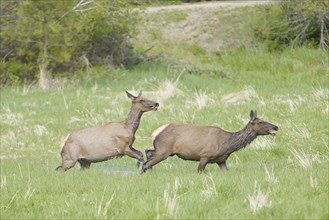 Two elk are running across a grassy field near Coeur d'Alene, Idaho