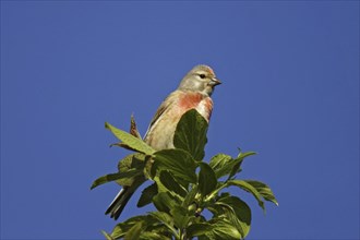 Common linnet, Carduelis cannabina, common linnet