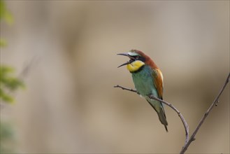 Bee-eater, Merops apiaster