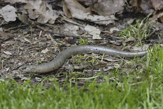 Slow worm, Anguis fragilis, slow worm