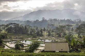 The green side of Bali, green rice terraces in the original Bali. Rice cultivation in the midst of