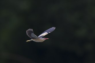 Little Bittern, Ixobrychus minutus, Little Bittern