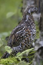 Hazel grouse, female, Tetrastes bonasia, Syn. Bonasa bonasia, hazel grouse, female