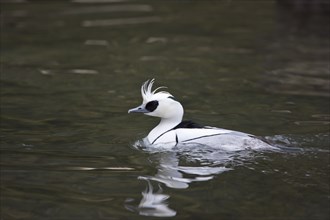 Red-breasted Merganser, Mergellus albellus, smew