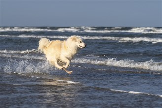 Icelandic dog, photographed on the beach at Lakolk on Rømø