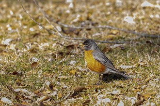 American robin looking for food in meadow for young