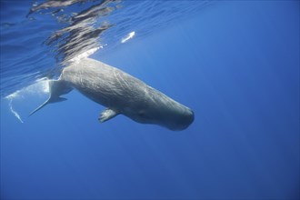 Sperm whale, Physeter catodon, Lesser Antilles, Caribbean, Dominica, Central America