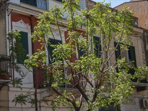 Houses with green shutters and a detailed tree in the foreground under a clear sky, palermo,