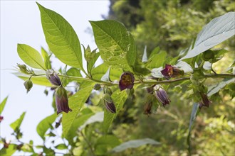 Black belladonna, Atropa belladonna, Black belladonna