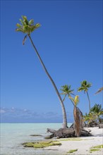 Solitary coconut palms (Cocos nucifera), private island, bird island, privileged, ecological,