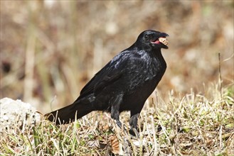 Corvus corone, carrion crow