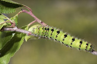 Small emperor moth, caterpillar, Saturnia pavonia, small emperor moth, caterpillar