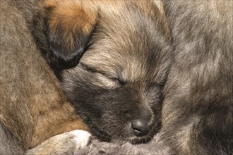 Four-week-old puppy (Icelandic Hound breed)