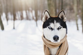 Husky wrapped in a scarf in a snowy forest.