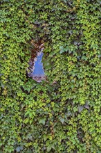 Facade with overgrown window and common Parthenocissus inserta, also known as five-leaved Wild Vine