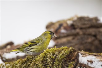 Erlenzeisig, Carduelis spinus, Eurasian siskin