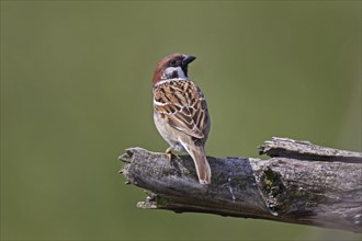 Feldsperling, Passer montanus, Eurasian tree sparrow