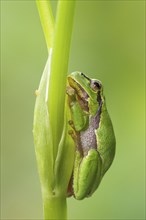 A European tree frog sits on a plant stem