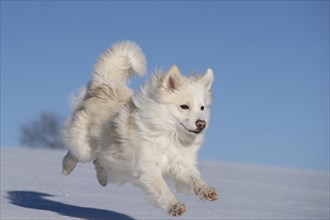 Running Icelandic dog in the snow