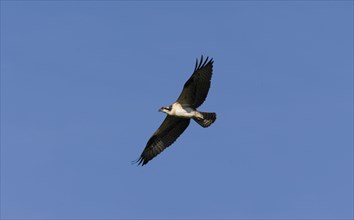 First fly. The young osprey for the first time left the nest and flew above landscape