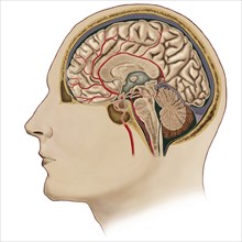 Cross section of brain with arteries