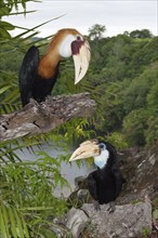 Papuan Hornbill, Rhyticeros plicatus, Tufi, Oro Province, Papua New Guinea, Oceania