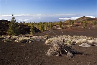 Crater landscape of the Teide National Park, Tenerife, Spain, Europe