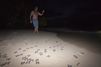 Hawksbill sea turtles hatchlings are released into the sea, Eretmochelys imbricata, New Ireland,