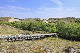 Boardwalk in the Amrum dunes nature reserve near Wittdün, Amrum, North Frisian Island, North