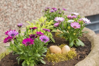 Easter eggs lie between flowers in a nest of moss