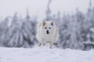 Snow walk