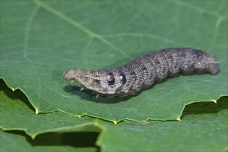 Small elephant hawk-moth, Deilephila porcellus, Small Elephant Hawk moth