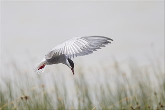 White-bearded Tern, Chlidonias hybrida, Whiskered Tern