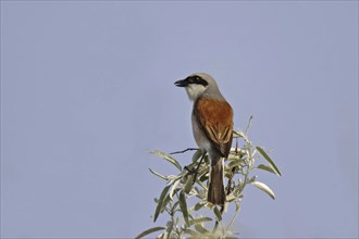 Red-backed shrike ? Male, Lanius collurio, red-backed shrike, male