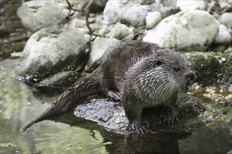 Fischotter, Lutra lutra, Eurasian otter