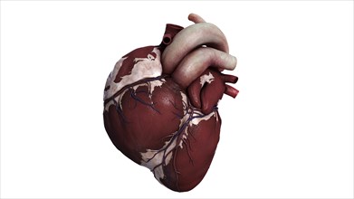 Three dimensional view of human heart, front