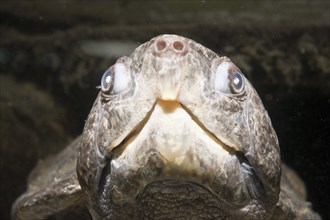 Big-headed turtle, Platysternon megacephalum, Thailand, Asia