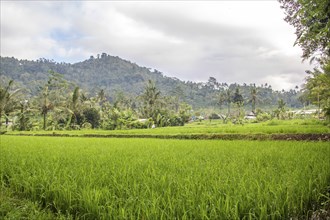 The green side of Bali, green rice terraces in the original Bali. Rice cultivation in the midst of