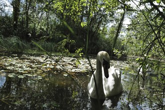 A swan weaves its way through water on a sunny day. Tipperary, Ireland, Europe