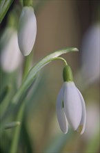 Close-up of common snowdrops (Galanthus nivalis)