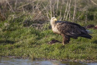 Seeadler, Haliaeetus albicilla, white-tailed eagle