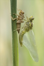 The metamorphosis of a Black-tailed Skimmer dragonfly