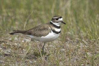 A small cute killdeer walks on the ground at Hauser Lake, Idaho