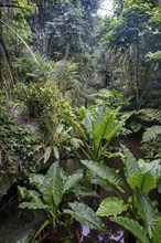 Masoala Rainforest at the Zoo, Zurich, Zurich, Germany, Europe