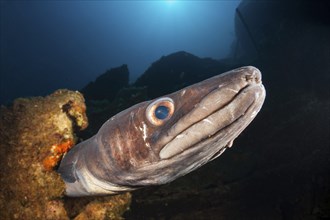 Conger conger at Teti wreck, Conger conger, island Vis, Mediterranean Sea, Croatia, Europe