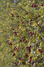 Rosehip bush in autumn with red fruits