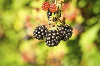 Blackberry on the branch. Ripe fruit. Fruit rich in vitamins. Close up of a food. Blurred