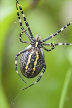 The underside of a four-spotted cross spider in the web