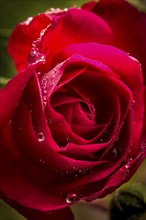 Water drops are on a the petals of a rose and look like jewels