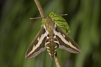 Bedstraw hawk-moth, Hyles gallii, bedstraw hawk-moth